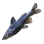 Longsnout Catfish