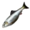 Silver Carp