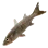 Ussurian Bullhead