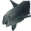 Black Spotted Dolphin