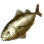 Golden Albacore