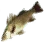 Golden Sea Perch