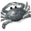 Black Eye Crab