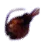 Footballfish