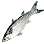 Pearl Mullet