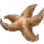 Dried Starfish