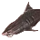 Dried Tiger Shark