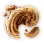 Special Mesima Hypha