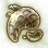 Mysterious Dictyophora Hypha
