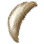 Blue Whale Molar