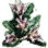 Magical Mandragora