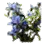 Medicinal Autumn Bellflower