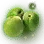 Dew-kissed Green Plum