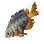 Dried Neon Damselfish