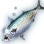 Hammer Mackerel