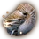 Nautilus