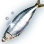 Rainbow Sardine