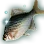 Giant Bitterling