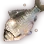 White Crucian Carp