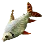 Silver Prochilodus