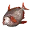 Opah