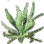 Herb