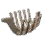 Birch Keel
