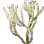 Magic Binding Oak Branch