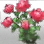 Bouquet of Fresh Tulips