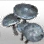 Oberen's Mushroom Seedling