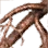 Bunch of Kebina Roots