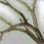 Living Tree Branch