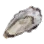 Louruvian Oyster