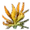 Sunrise Herb in the Sunset