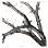 Ash Forest Branch