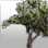 Tree of Luck