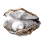 Giant Pearl Clam Shell