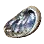 Giant Abalone Shell