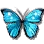 [Level 5] Stuffed Morpho Butterfly