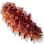 [Level 2] Narvo Sea Cucumber