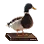 Rough and Tough Stuffed Duck