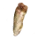Intact Tooth