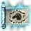 Courser's Aura