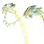 [Sage] Treant Camouflage Talisman