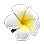 [Event] Plumeria Hair Ornament